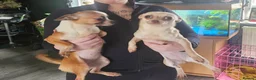 Chihuahua dogs for sale: 2 sisters in Shrewsbury - Advert 1