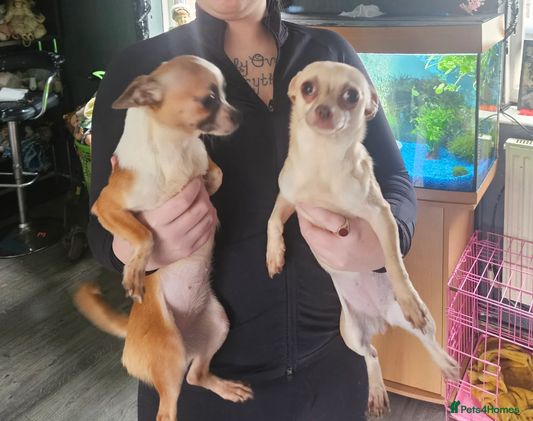 Chihuahua dogs for sale: 2 sisters in Shrewsbury - Advert 1