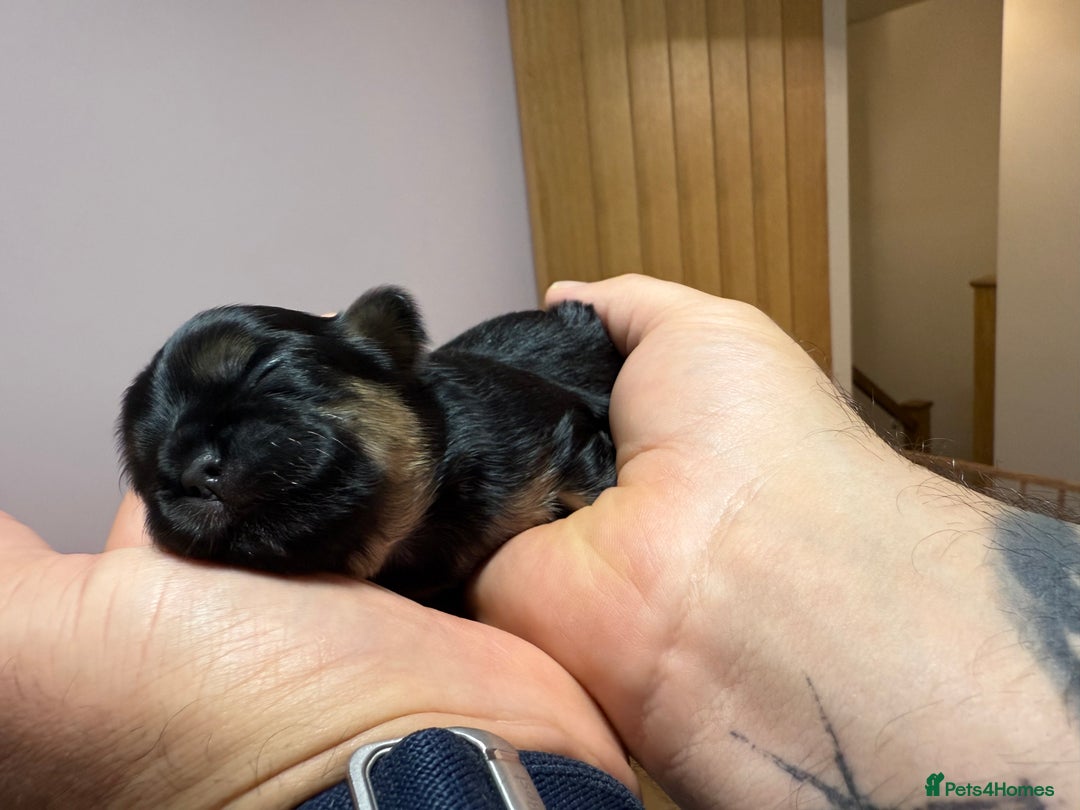 Shih Tzu dogs for sale: 💙 Gorgeous Imperial Shih Tzu Boys 💙 - Image 8