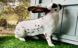 English Spot rabbits for sale: English Spot Rabbits - Advert 5