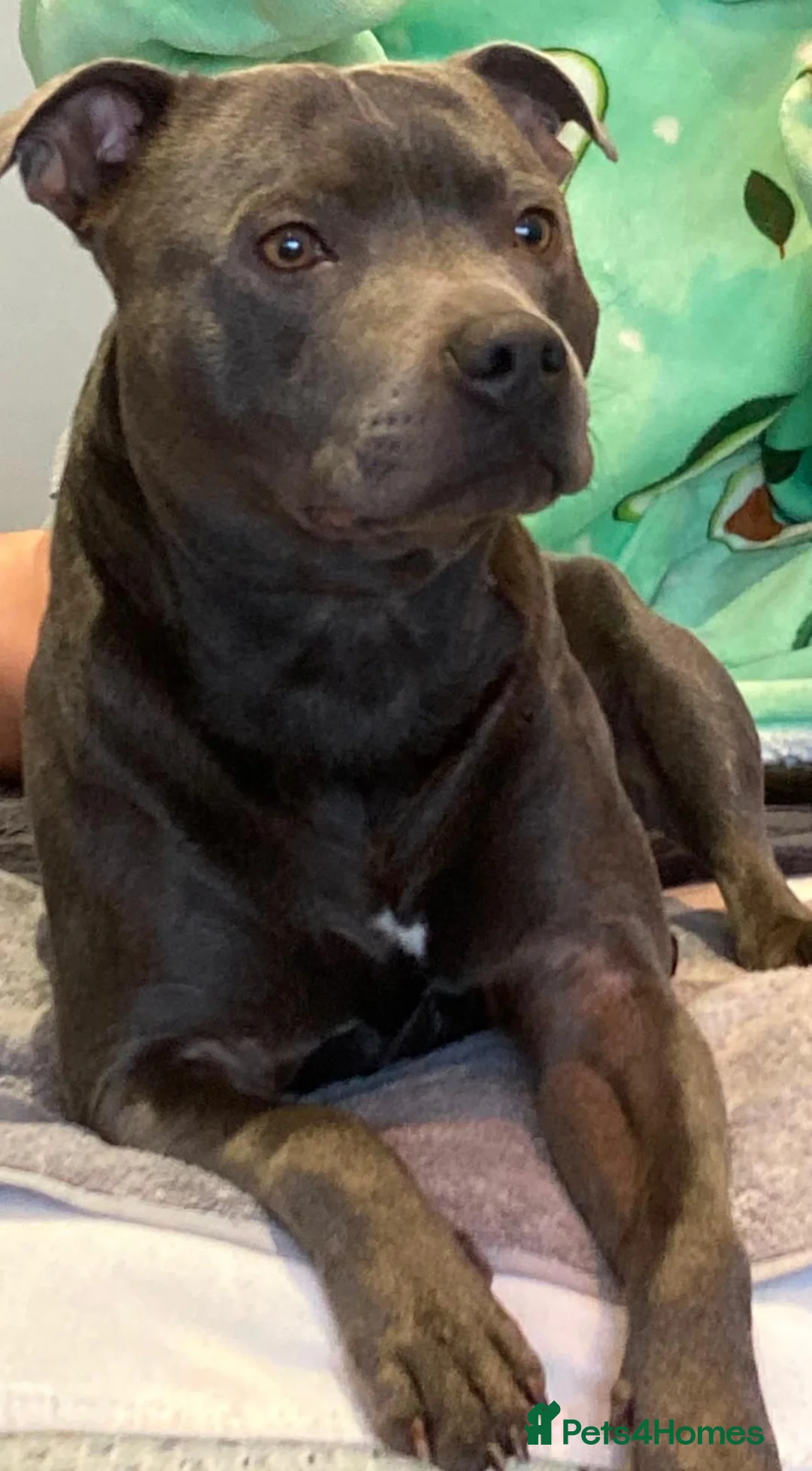 Staffordshire Bull Terrier dogs for sale: Top Quality Champion Blue Staffys - Advert 4