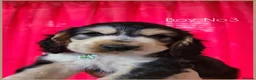 Cocker Spaniel dogs for sale: KC Sired Show Cocker Spaniels puppies| Champ Lines - Advert 5
