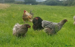Chickens poultry for sale: Day old chicks / hatching eggs Brahma sussex Pekin - Image 13