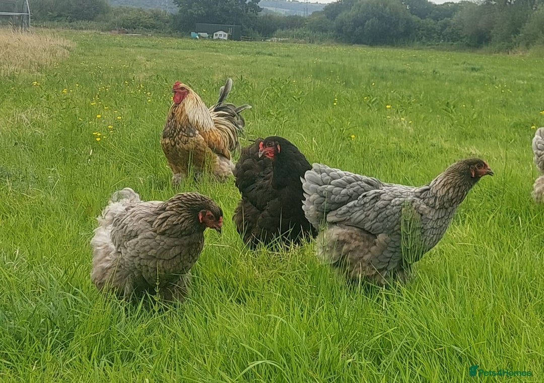 Chickens poultry for sale: Day old chicks / hatching eggs Brahma sussex Pekin - Image 13