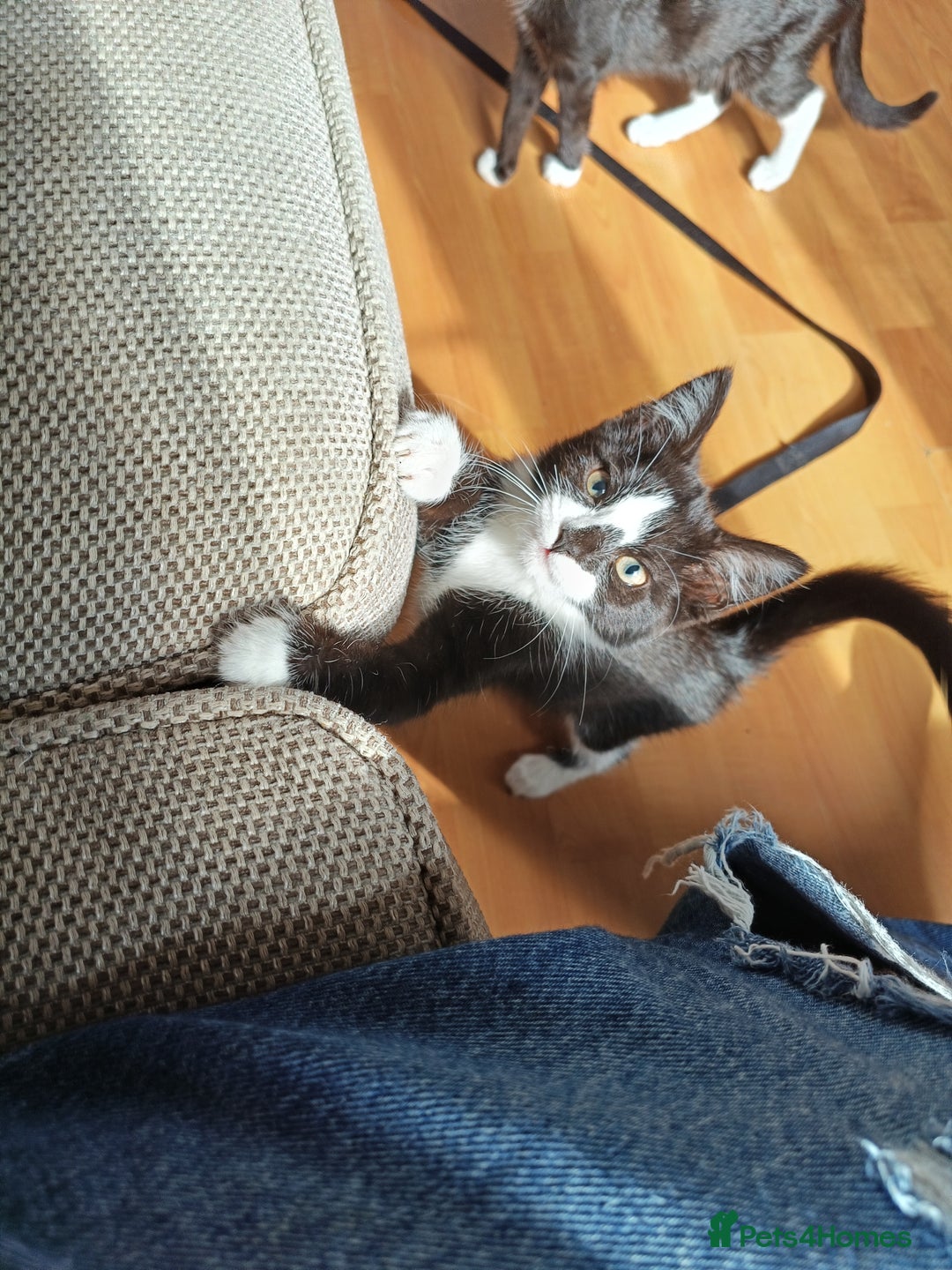 Mixed Breed cats for sale: Female kitten around 18 weeks  - Image 1