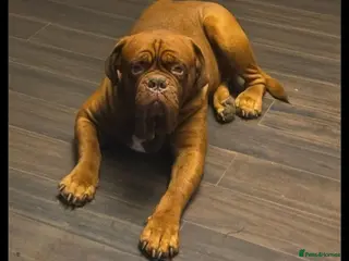 Dogue De Bordeaux dogs Hercules - Advert 11