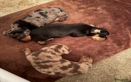 Dachshund dogs for sale: Standard Dachshund Puppies  - Image 6
