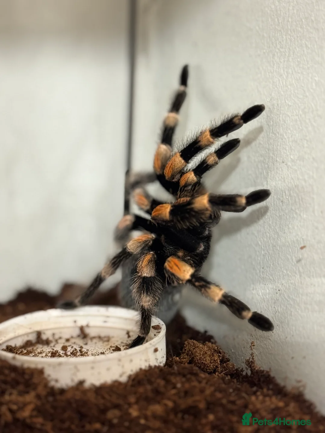 Tarantulas invertebrates for sale: MEXICAN REDKNEE TARANTULA MALE  - Advert 1