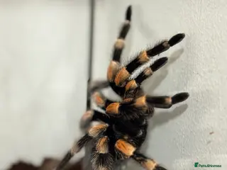 Tarantulas invertebrates MEXICAN REDKNEE TARANTULA MALE - Advert 1