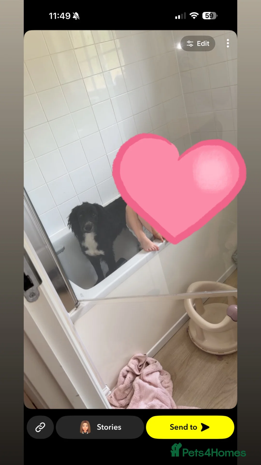 Sprocker dogs for sale: Sprocker spaniel - Advert 2