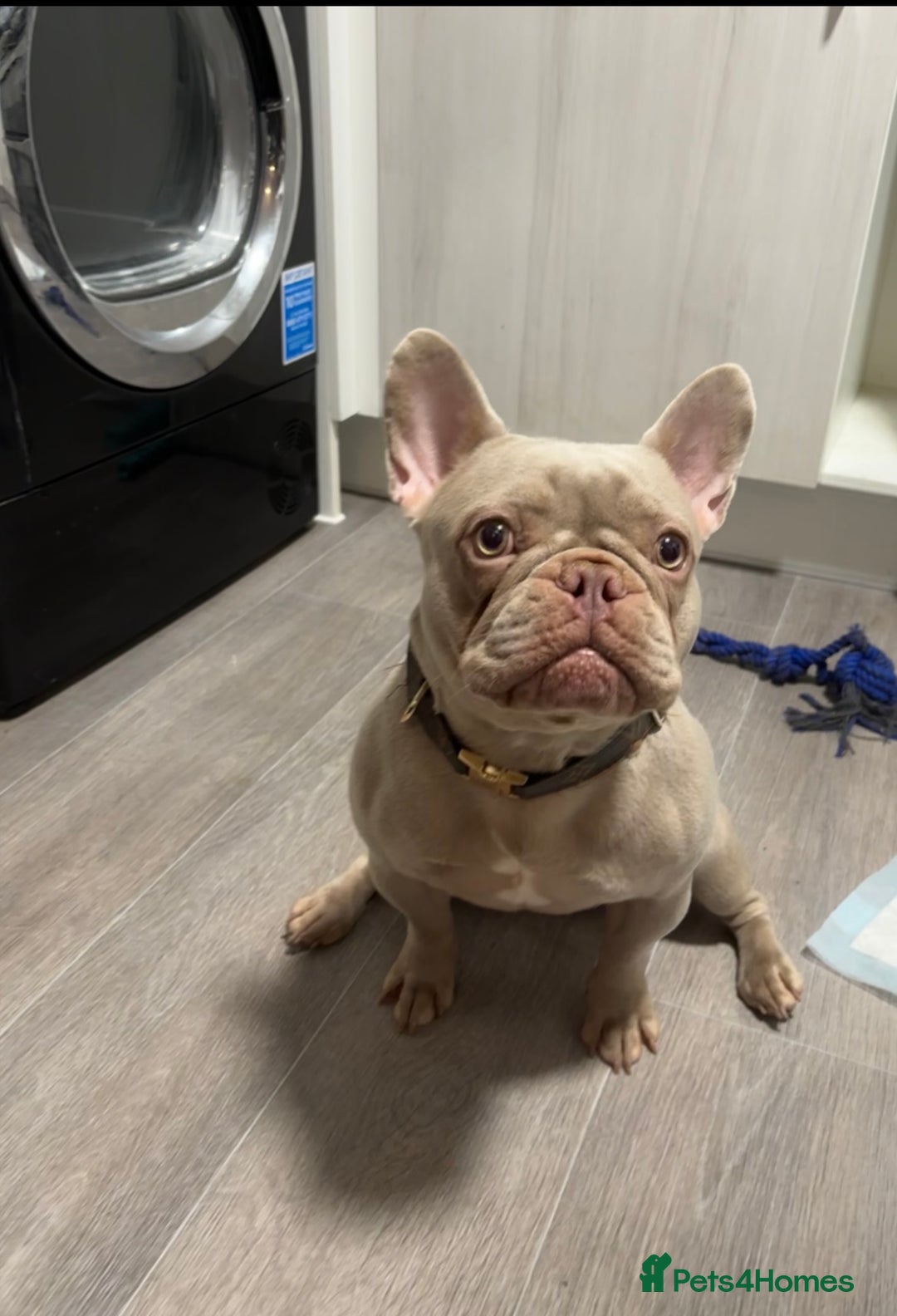 French Bulldog dogs for sale: New Shade Isabella Female French Bulldog  - Advert 2
