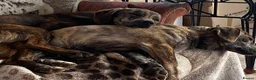 Mixed Breed dogs for adoption: Loving forever home needed for Indie - Advert 7