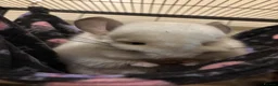 Chinchilla rodents for sale: Two RPA female Chinchillas - Advert 7
