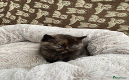 British Shorthair cats for sale: British Shorthair x Ragdoll kittens  - Image 4