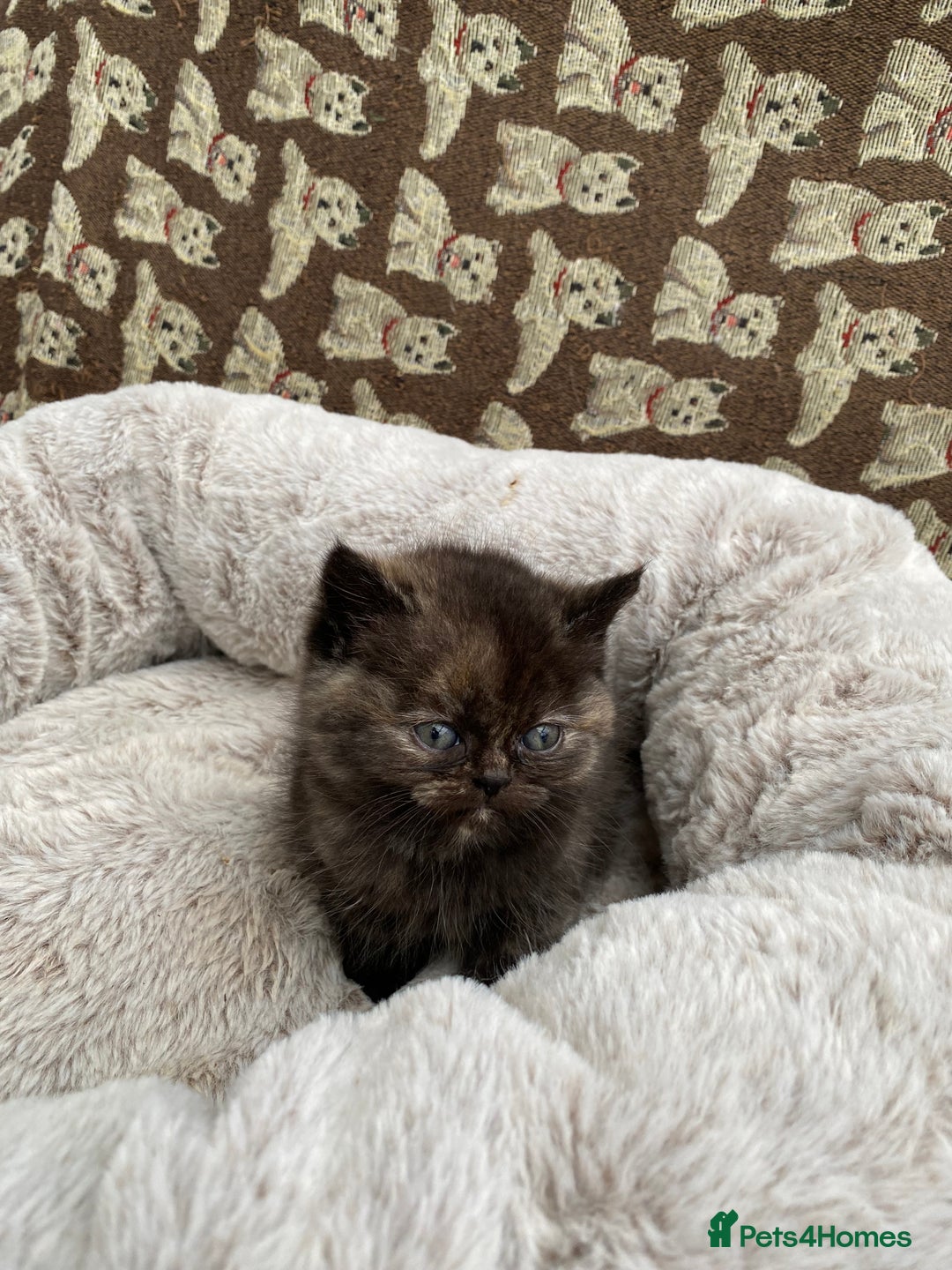 British Shorthair cats for sale: British Shorthair x Ragdoll kittens  - Image 4