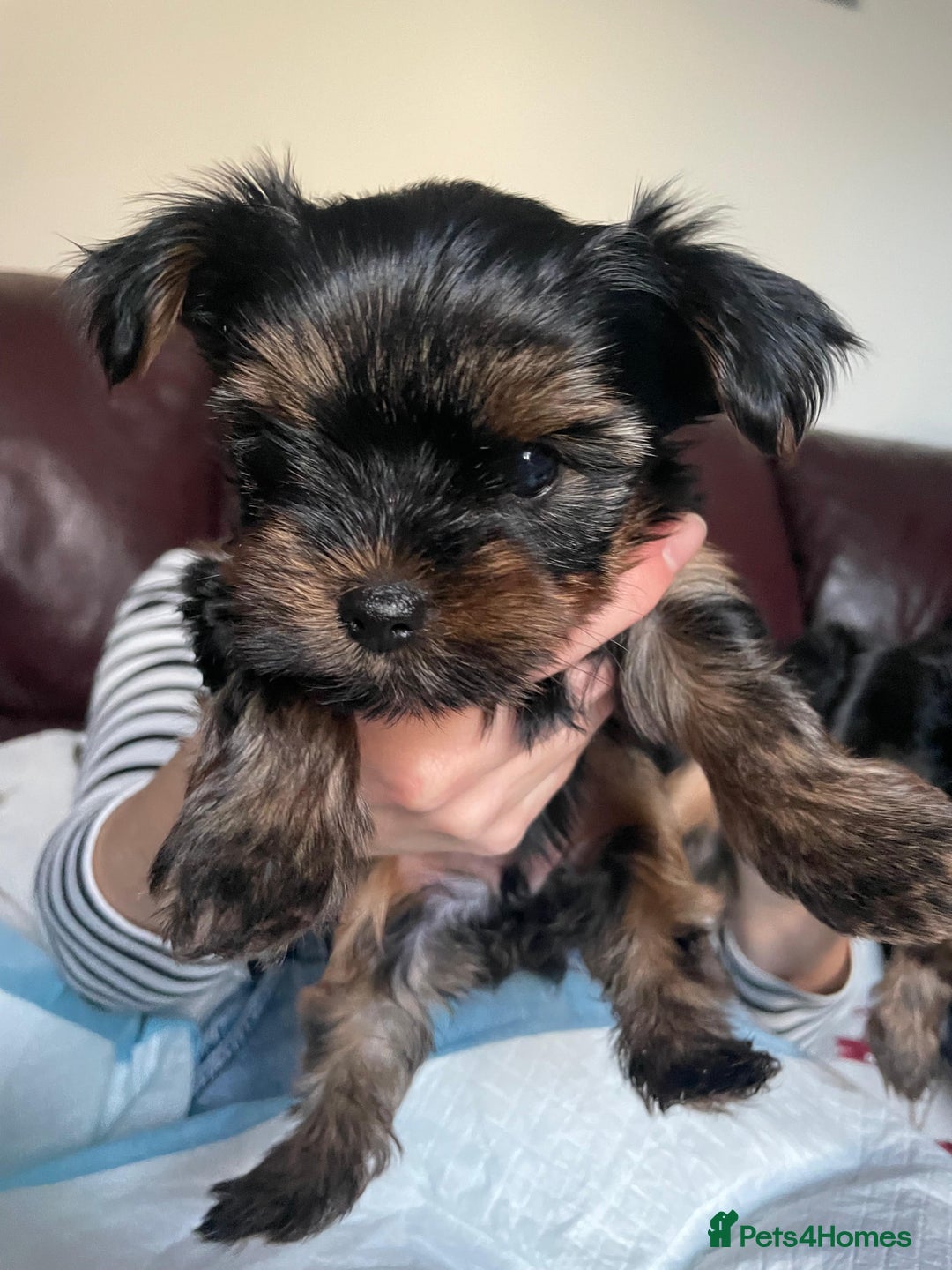 Yorkshire Terrier dogs for sale: Miniature Yorkshire Terrier Puppies  - Advert 18