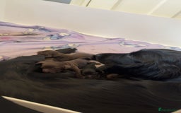 Cockapoo dogs for sale: F1B cockapoo puppies - Image 10