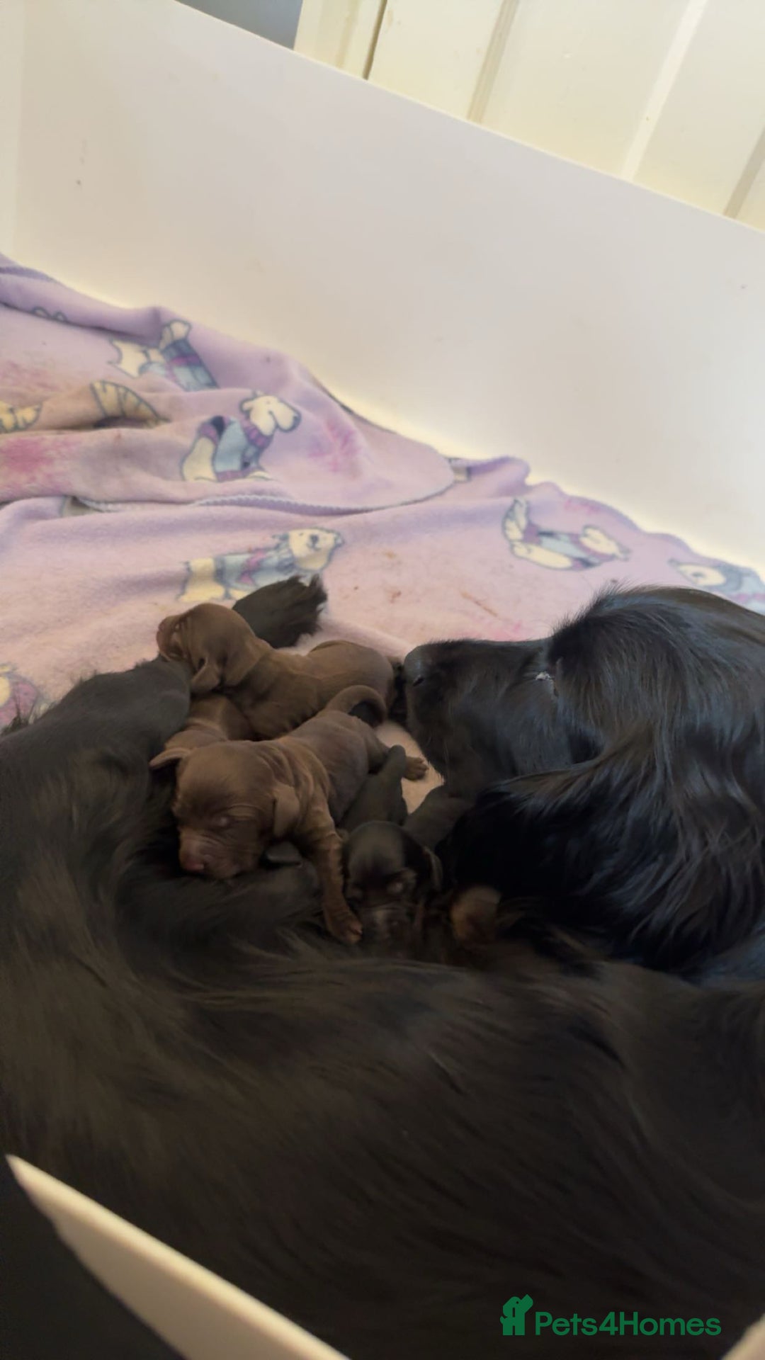 Cockapoo dogs for sale: F1B cockapoo puppies - Image 10