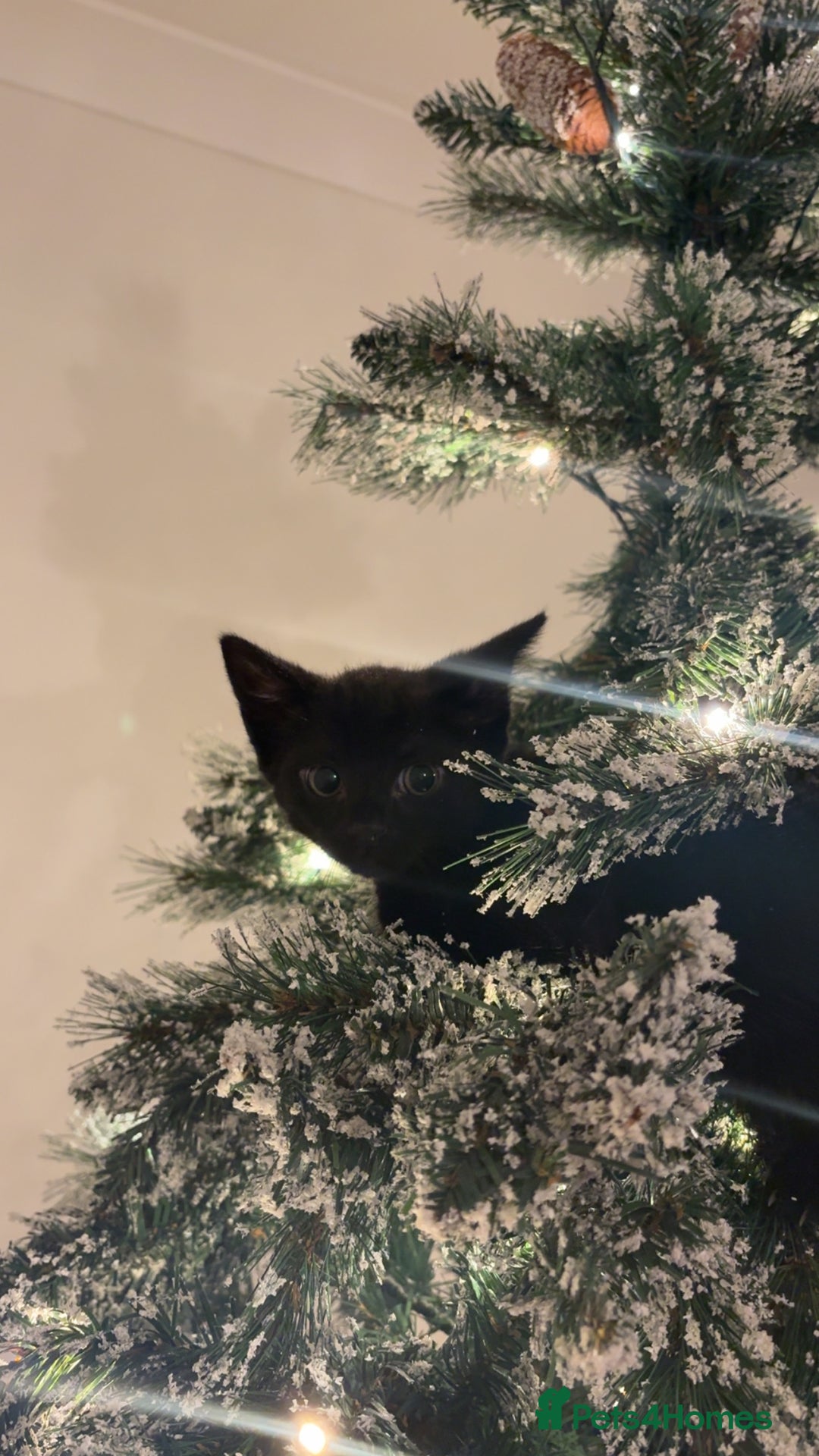 Mixed Breed cats for sale: Black mixed breed kitten  - Advert 3