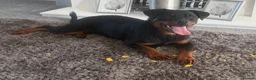 Rottweiler dogs for sale: Rottweiler kc reg - Advert 5