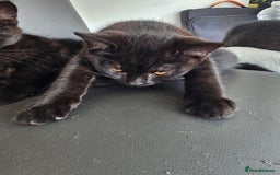 British Shorthair cats for sale:  🐾 Gorgeous Black Kittens – 11 Weeks Old 🐾   - Image 5