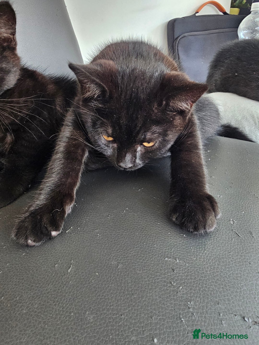 British Shorthair cats for sale:  🐾 Gorgeous Black Kittens – 11 Weeks Old 🐾   - Image 5