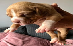 Mixed Breed dogs for sale: American bulldogs  - Image 8