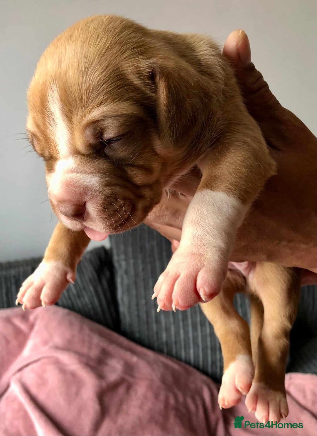 Mixed Breed dogs for sale: American bulldogs  - Image 8
