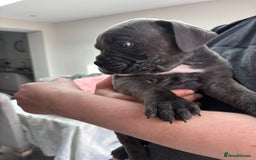 Mixed Breed dogs for sale: canó corso cross british bulldog stunning colours  - Image 19