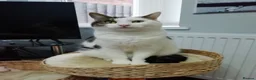 Mixed Breed cats for sale: **Black and white handsome male cat**  - Advert 3
