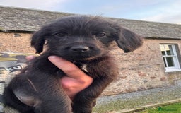 Labrador Retriever dogs for sale: Labrador x GWP - Image 3