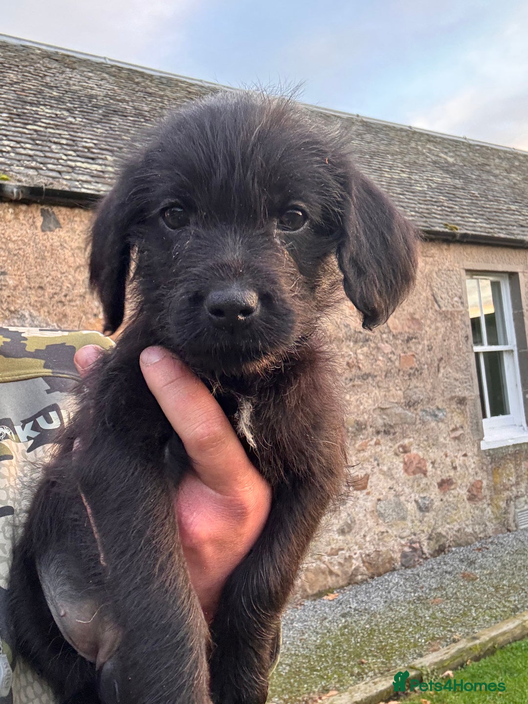 Labrador Retriever dogs for sale: Labrador x GWP - Image 3