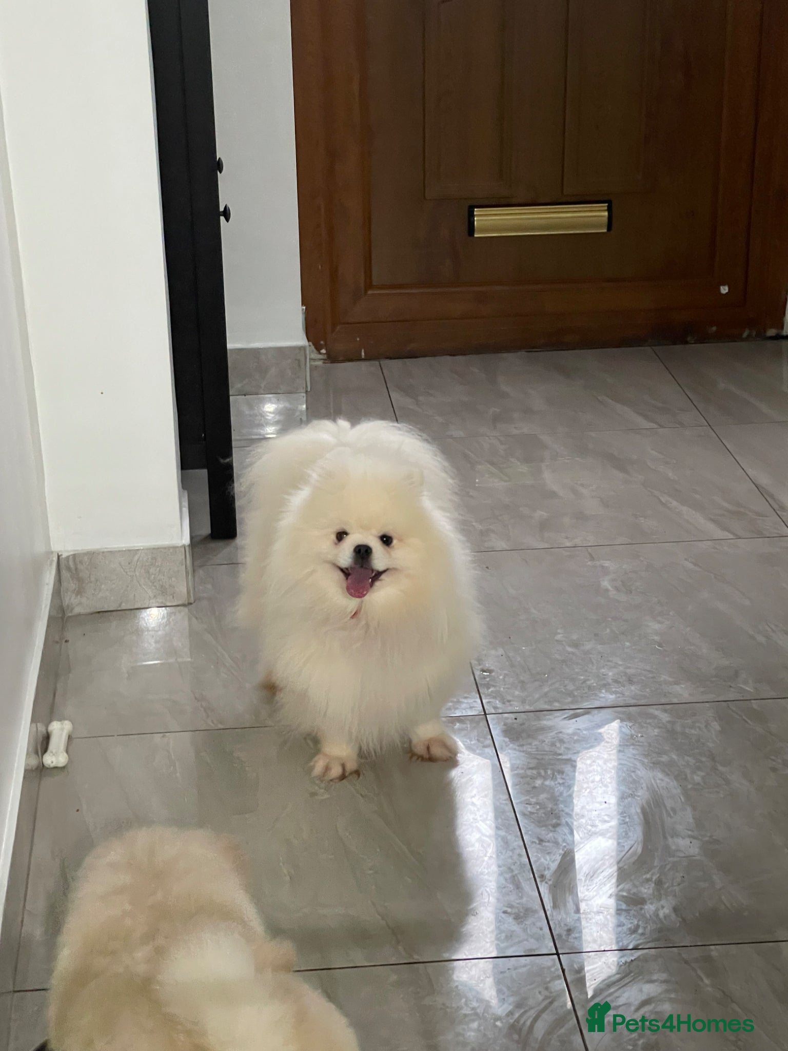Pomeranian dogs for sale: Xxxx small pure white KC puppies  - Advert 15