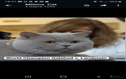 British Shorthair cats for sale: British shorthair - Image 14