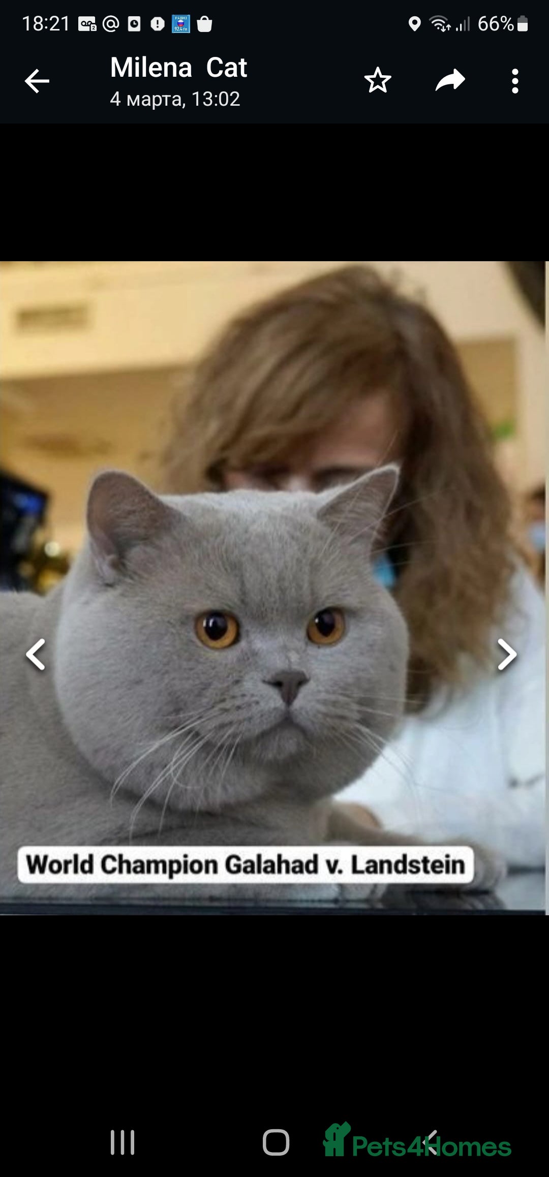 British Shorthair cats for sale: British shorthair - Image 14