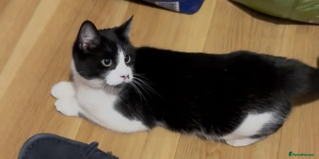 Domestic Shorthair cats for sale: Adult female black & white cat in London - Advert 2