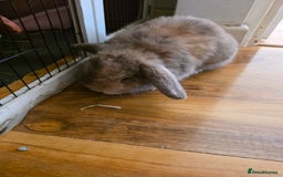 Mini Lop rabbits for sale: Two female bunnies - Image 10