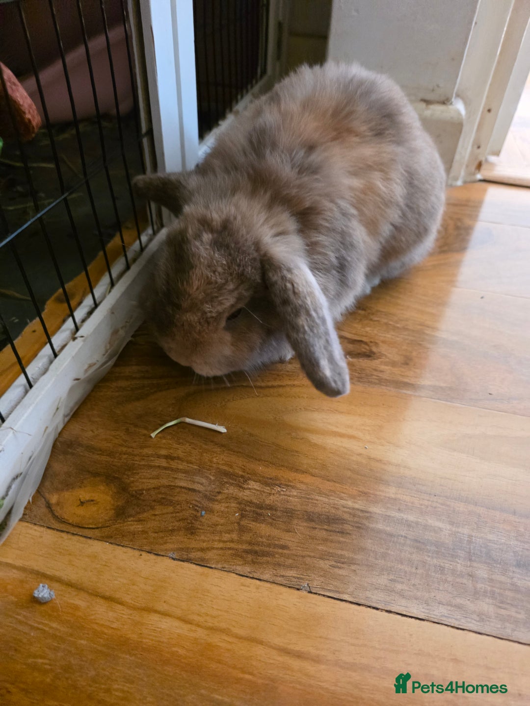 Mini Lop rabbits for sale: Two female bunnies - Image 10
