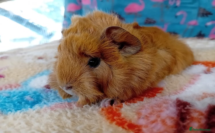 Guinea Pig rodents - Advert 1