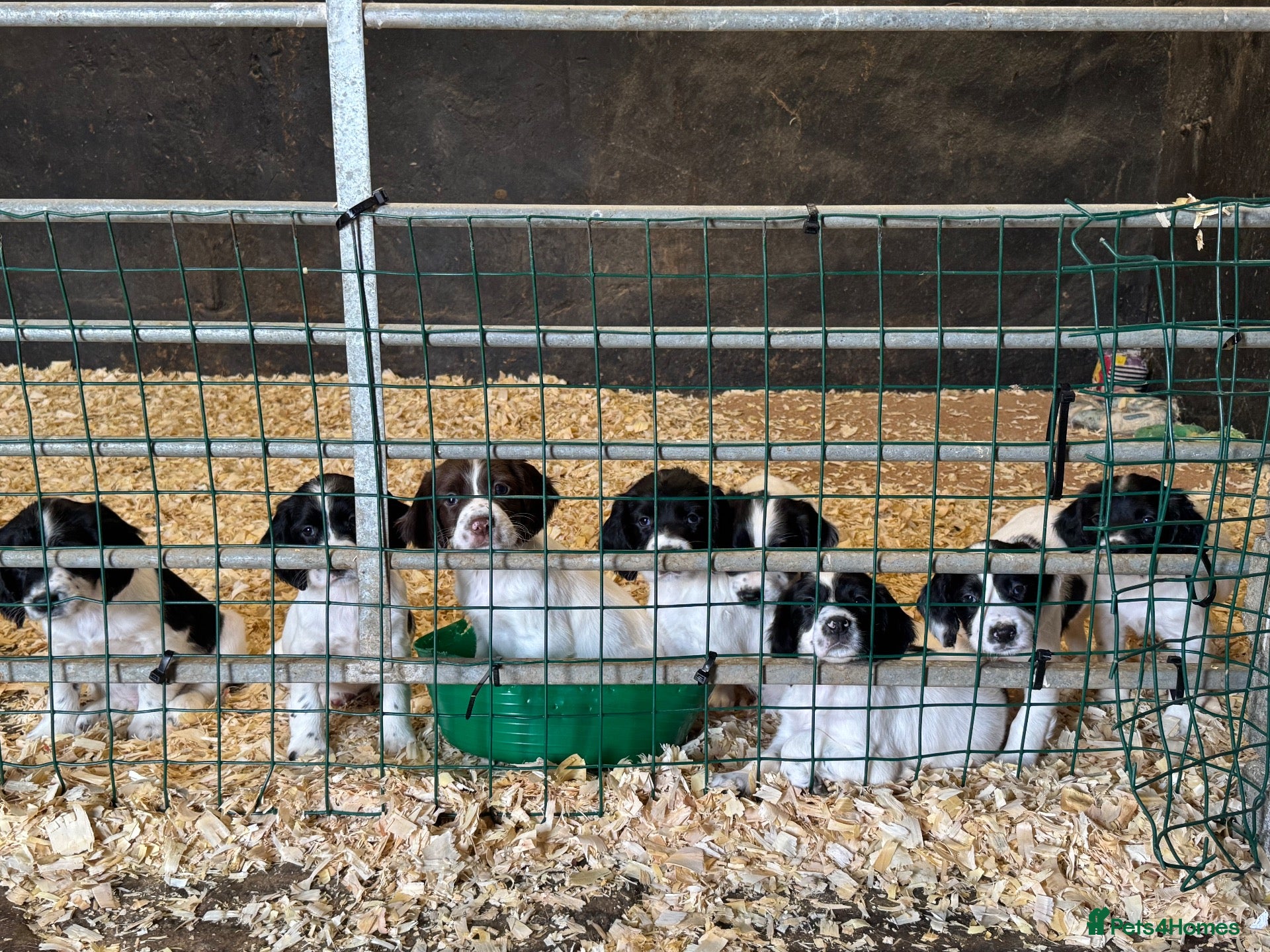 English Springer Spaniel dogs Springer Spaniels - Advert 18