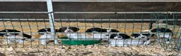 English Springer Spaniel dogs for sale: Springer Spaniels - Advert 1