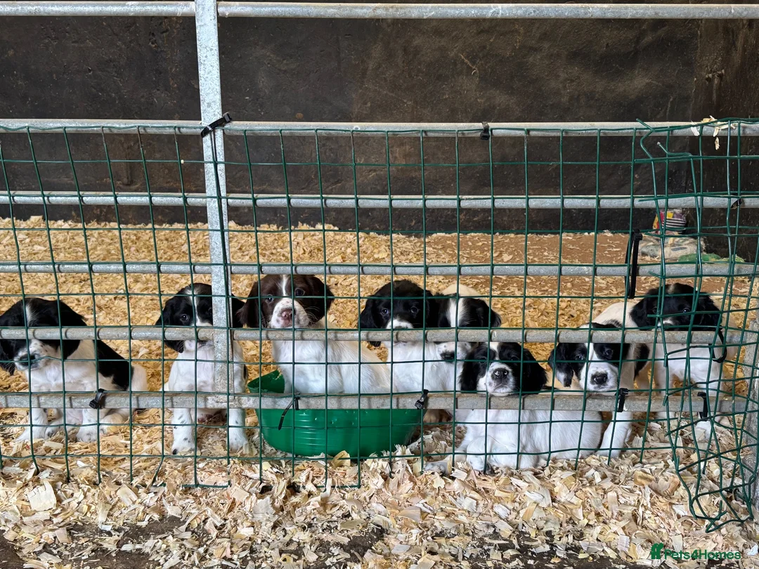 English Springer Spaniel dogs for sale: Springer Spaniels - Advert 1