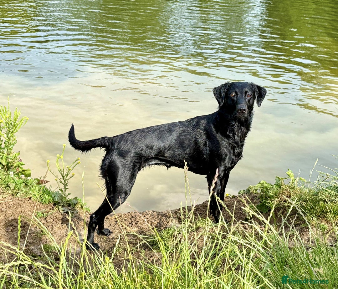 Labrador Retriever dogs for sale: V Good Looking Family Friendly Working KC Labrador - Image 4