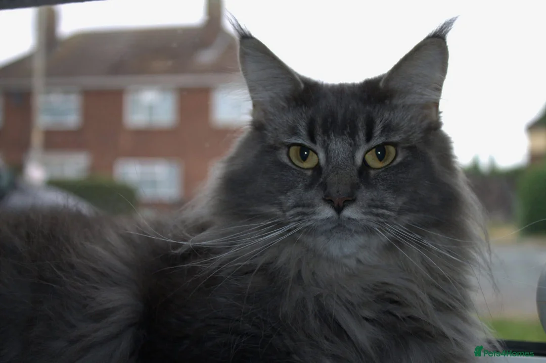 Maine Coon cats for sale: 🩶 GCCF Registered Blue Ticked Tabby 🩶 - Advert 2