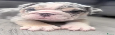 Busta