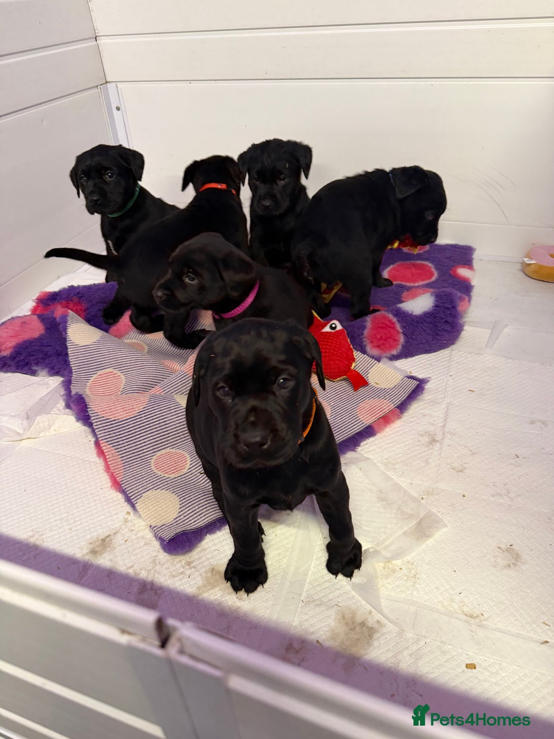 Labrador Retriever dogs for sale: Labradors 6 chunky black boys and 1 little girl - Advert 28