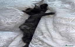 Maine Coon cats for sale: Precious little babies ❤️💙 - Image 3