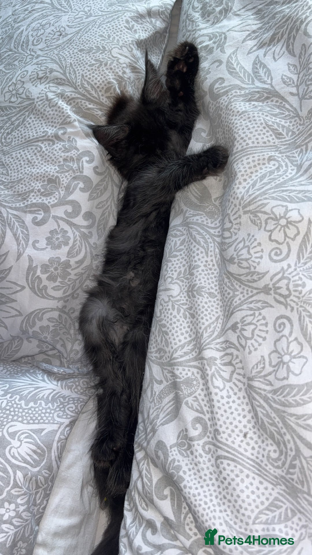 Maine Coon cats for sale: Precious little babies ❤️💙 - Image 3