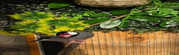 Finches birds for sale: 2 x male java finch - Advert 4