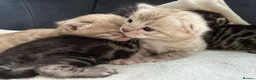 Bengal cats for sale: Bengal Kittens For Sale (6 Left) - Advert 14